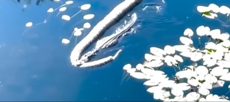 SUSRET MONSTRUMA ''Godzila“ se pojavio u vodi, u čeljustima nosi KOLOSALNU ZMIJU - ljudi u neverici!